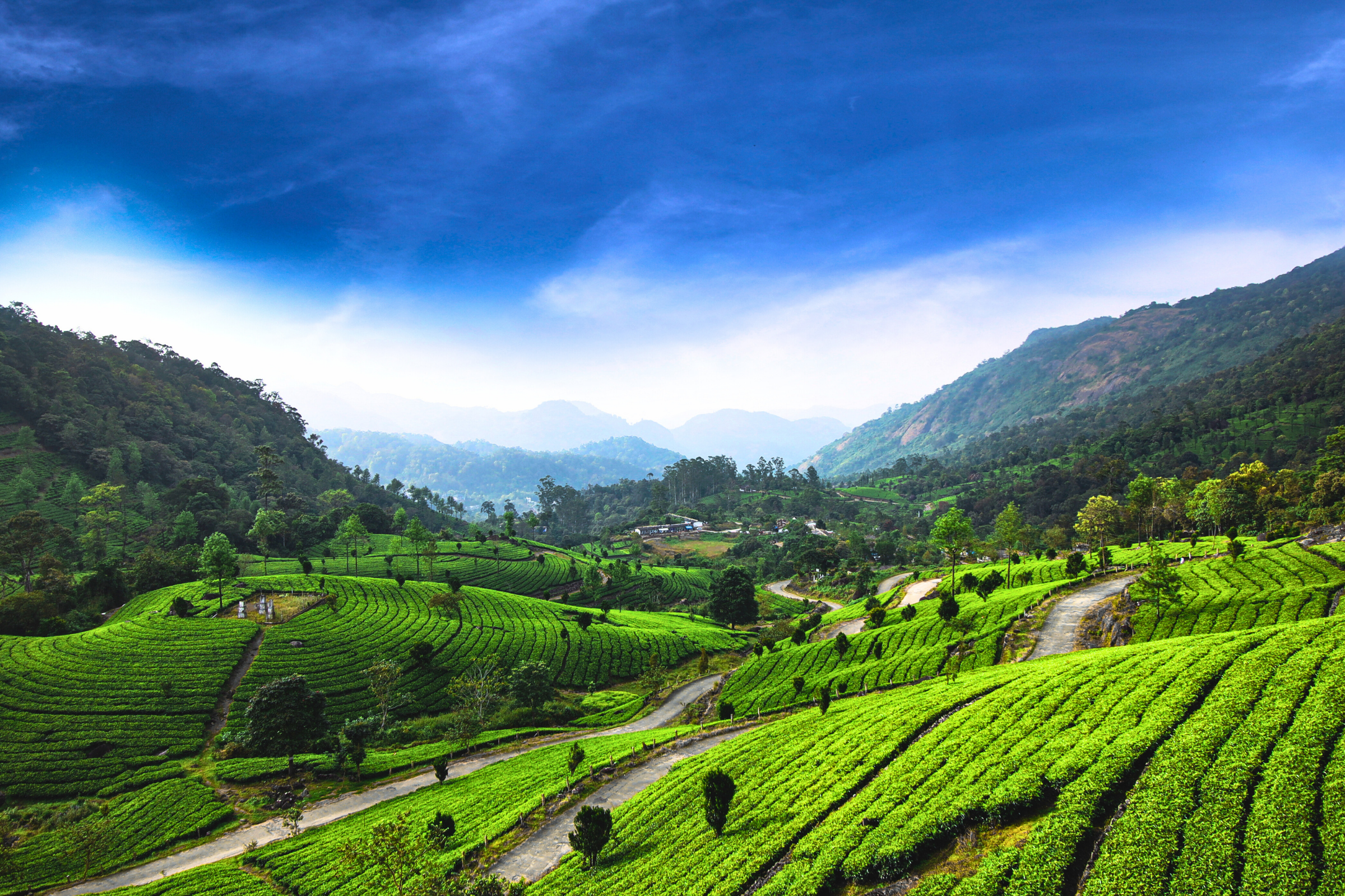 munnar (4).webp